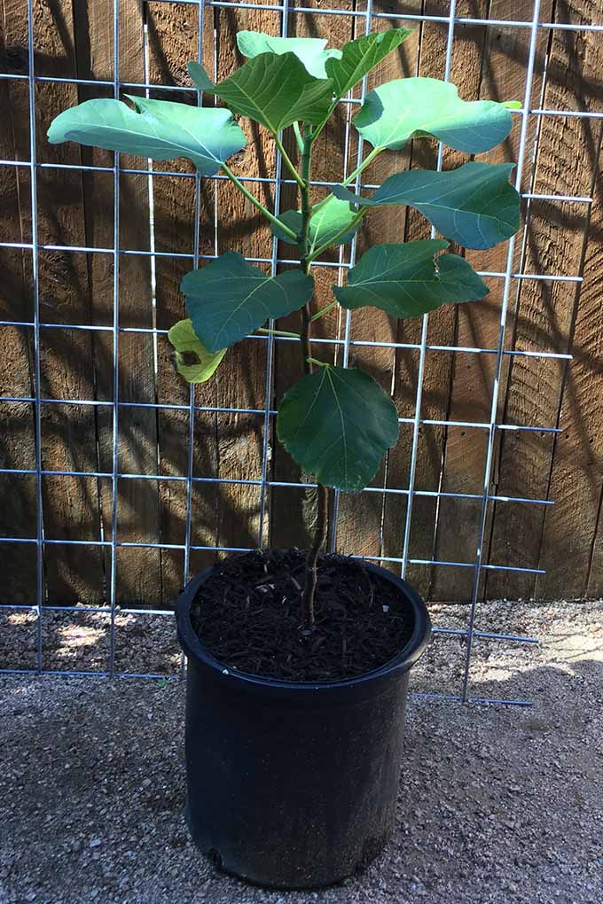 A close up vertical image of a small fig tree in a black plastic pot set in front of a wooden fence.