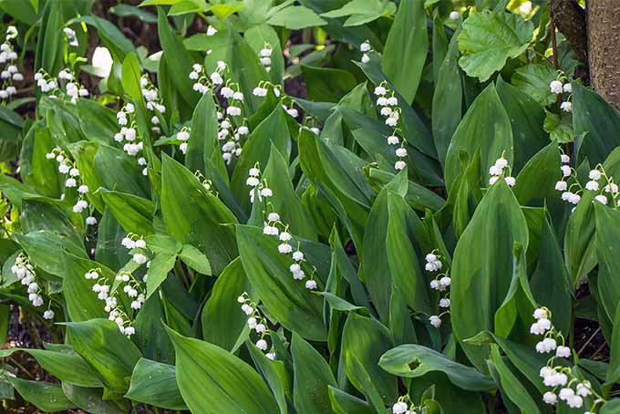 We share our favorite scented flowers and shrubs | GardenersPath.com