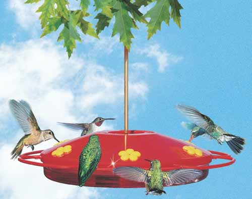 Oasis Hummingbird Feeder