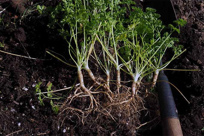 Understand the ins and outs of growing parsley in your garden | GardenersPath.com