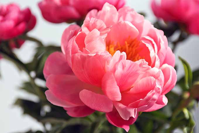 Peonies are one of our expert's favorite scented flowers | GardenersPath.com