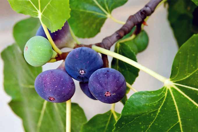 Easy to grow and easy to care for, figs reward with delicious and copious fruit | GardenersPath.com