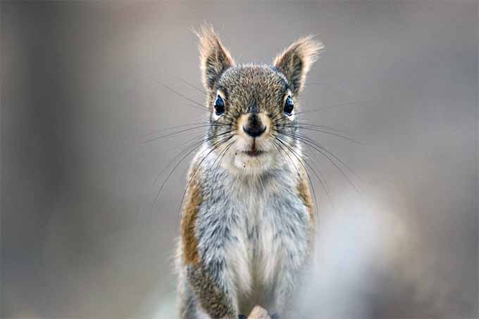 A close up horizontal image of a squirrel pictured on a soft focus background.