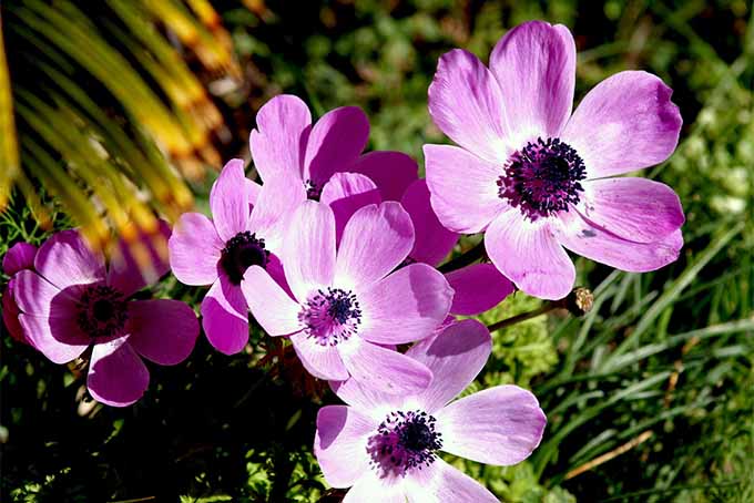 In the Southwest, you need really hardy plants that can tolerate lots of sun | GardenersPath.com