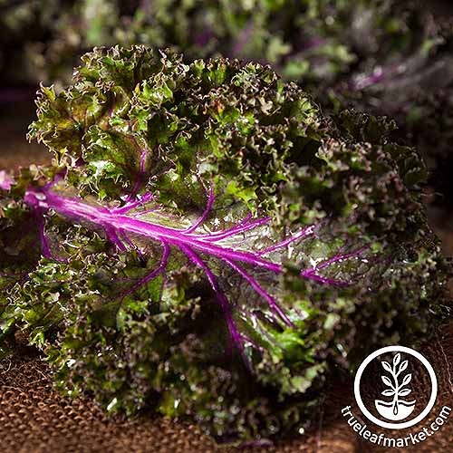 A close up of a leaf of 'Red Russian' kale with dark green leaves and purple stems set on a hessian mat. To the bottom right of the frame is a white circular logo with text.