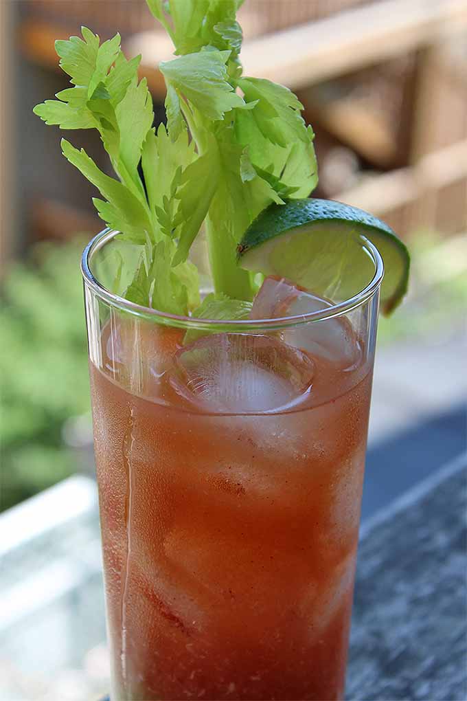 Grow your own horseradish, hot peppers, and tomatoes to make this garden-fresh Spicy Bloody Mary cocktail: https://gardenerspath.com/plants/herbs/how-to-grow-horseradish/