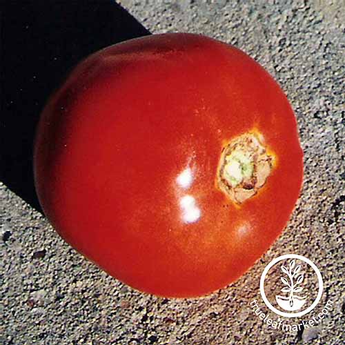 A close up of a ripe red 'Thessaloniki' tomato, set on the ground, pictured in bright sunshine. To the bottom right of the frame is a white circular logo with text.