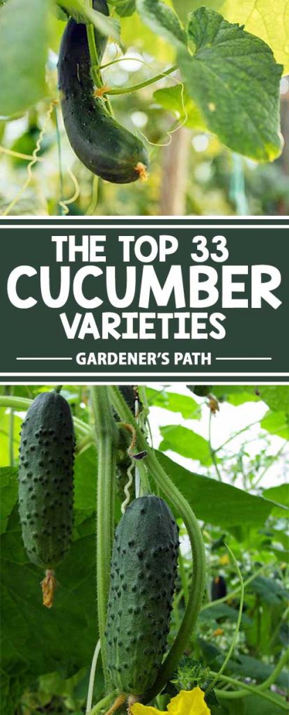 Collage of photos showing cucumbers growing on the vine.