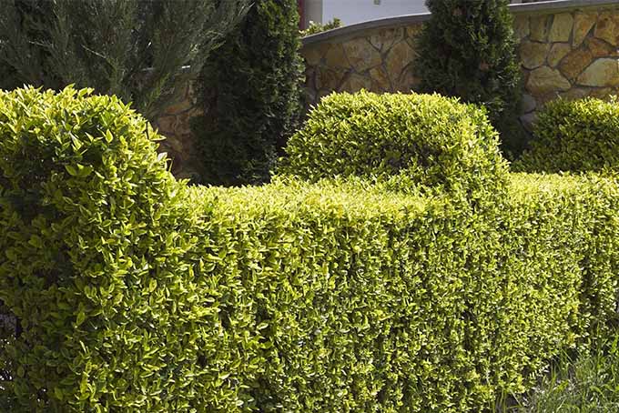 Use our top 5 shrubs for hedges for privacy, a dividing device or to form a border | GardenersPath.com