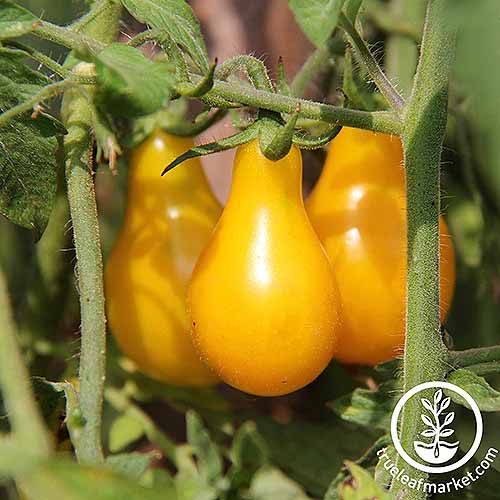 A close up of the bright yellow, pear-shaped fruits of the 'Yellow Pear' tomato cultivar, hanging from the vine, pictured in bright sunshine and surrounded by foliage. To the bottom right of the frame is a white circular logo with text.