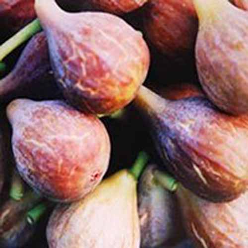 A close up square image of a pile of 'Celeste' figs freshly harvested from the garden.