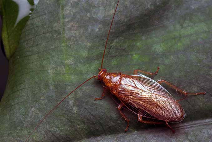 Learn how to banish pesky cockroaches from your back yard with tips from our expert | Gardenerspath.com