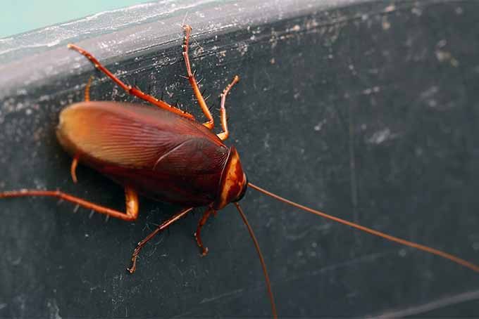 Learn how to rid your yard and gardens from disease-carrying cockroaches | Gardener's Path