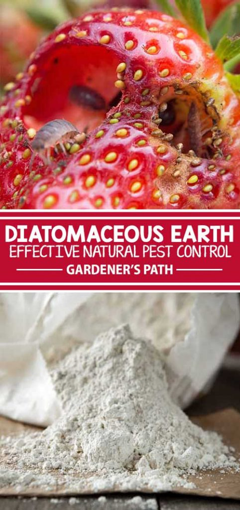 Diatomaceous earth is a wondrous powder made from the crushed bodies of prehistoric fossils, with many modern garden uses! Get tips for application as a natural pesticide. Plus, learn how to use it in your home and on your poultry flock in this guide from Gardener’s Path.