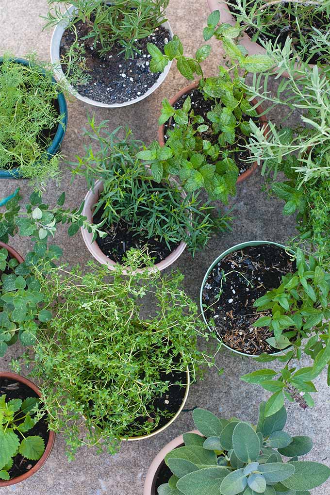 A close up vertical image of containers on a patio growing a variety of different herbs.