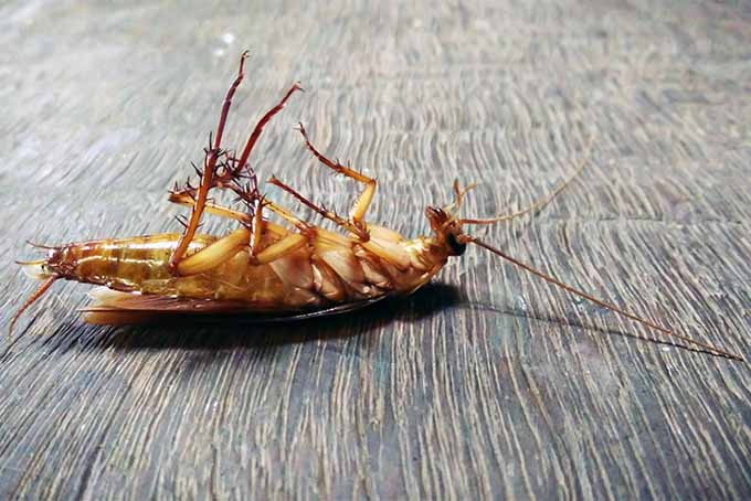 Learn how to keep cockroaches out of your gardens | GardenersPath.com