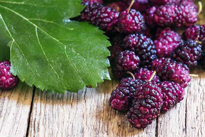 With culinary and medicinal benefits, it's a good idea to plant a mulberry tree in your garden | GardenersPath.com