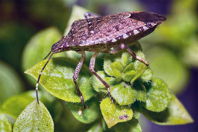 A close up horizontal image of a brown stink bug feeding on a leaf pictured in light sunshine on a soft focus background.