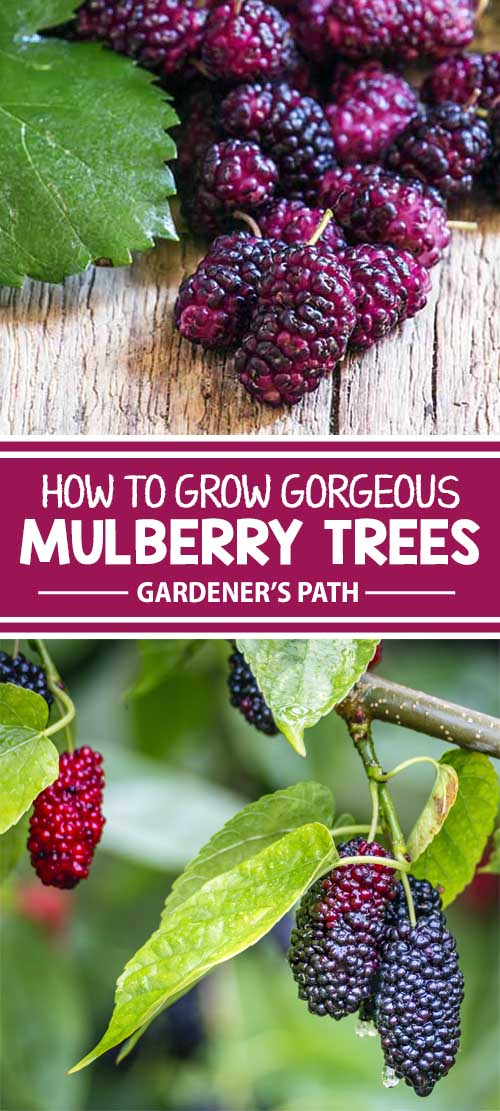 How to Grow Gorgeous Mulberry Trees | Gardener’s Path