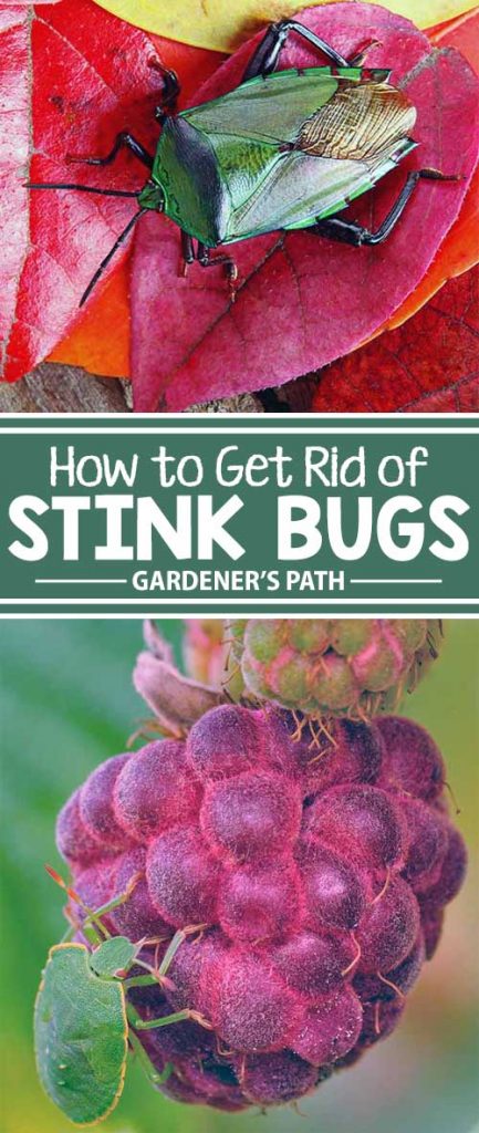 Is your garden bugged by stink bugs? Learn how to banish these malodorous, produce-eating pests from your garden once and for all with tips and hints from the experts at Gardener’s Path.
