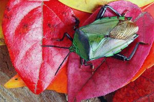 Get tips and tricks for ridding your garden of voracious stink bug invaders | GardenersPath.com