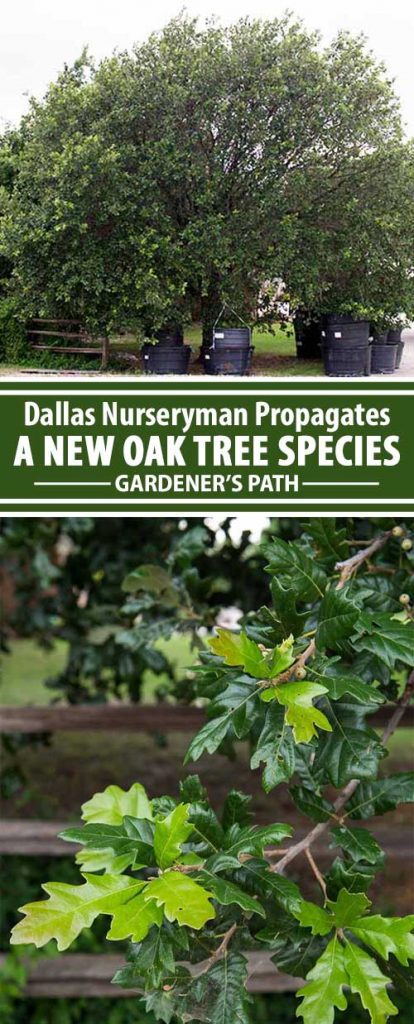 Meet Bob Piaschyk, a smart and determined Texas nurseryman whose sharp eyes identified a beautiful and unusual tree. With luck, its propagation could lead to the financing of his grandkids’ educations. Learn about his quest now at Gardener’s Path.