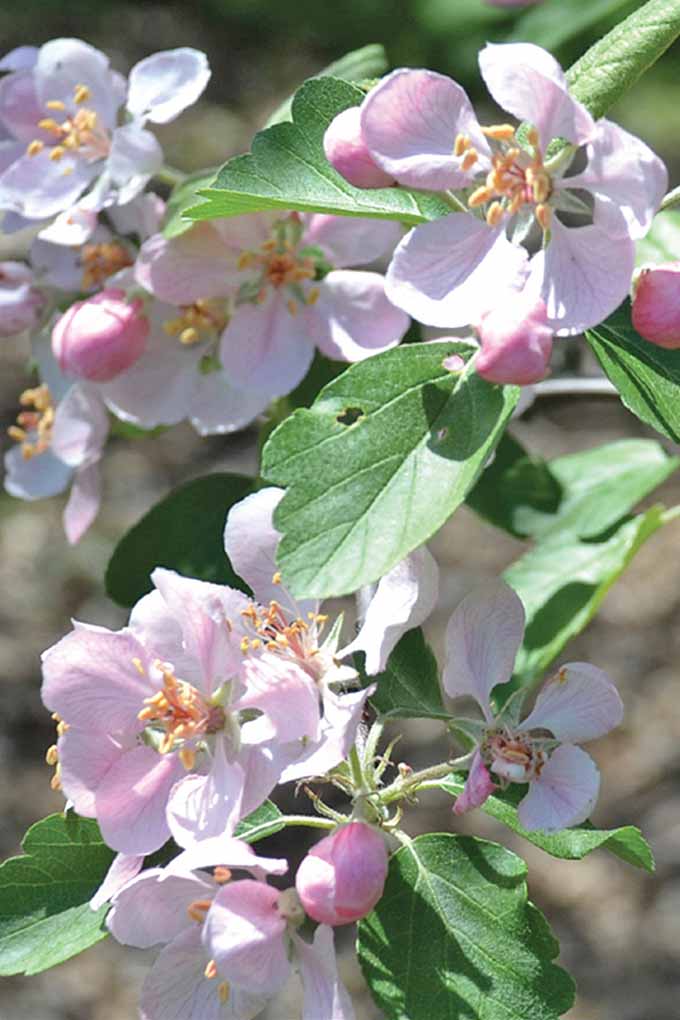 Should you add a gorgeous prairie crab apple to your landscape? Learn more from the latest book from Charlotte Adelman and Bernard L. Schwartz. Read more: https://gardenerspath.com/gear/gardening-books/midwestern-native-shrubs-trees/ 