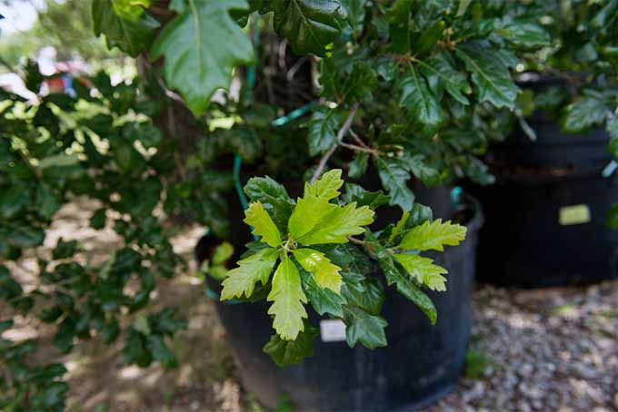 Learn about a Dallas-area nurseryman's quest to propagate a mysterious tree that he came across 35 years ago | GardenersPath.com