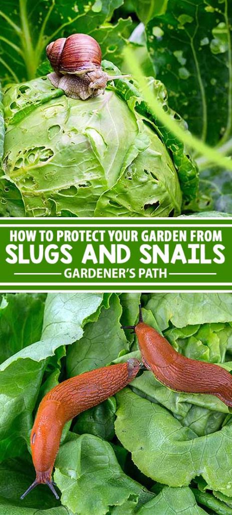 Garden slugs and snails are known as gastropods, and an infestation can decimate tender seedlings and mature plants in short order. Join us here for a look at the most effective natural methods to banish the slimy bandits for good!