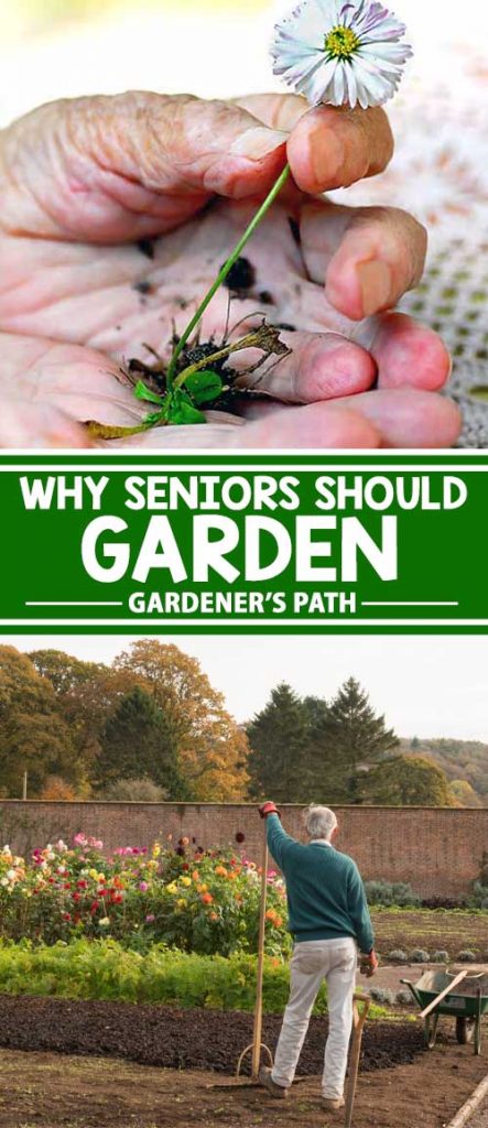 Gardening has so many benefits, especially for seniors. See why horticulture is good for our oldest generation, and learn what you can do to make it a safe and fun experience for all ages. We will also explore ways to use your green thumb to create bonding moments! For all of this and more, continue reading on Gardener’s Path.