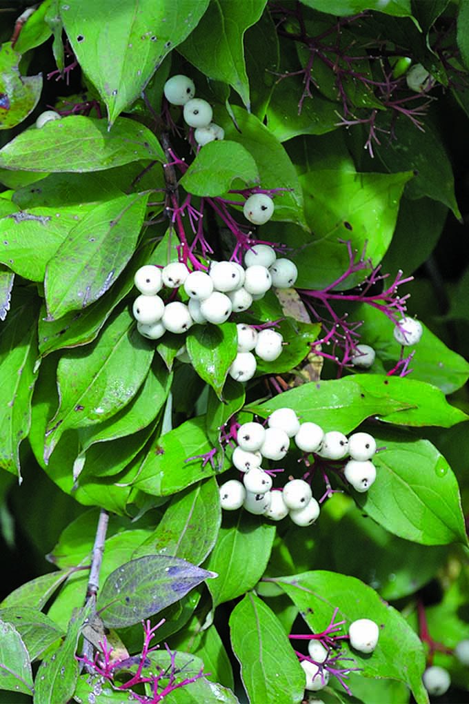 Learn more about which shrubs and trees belong in the local ecosystems of the Midwest, like this gorgeous snowberry. Read more: https://gardenerspath.com/gear/gardening-books/midwestern-native-shrubs-trees/