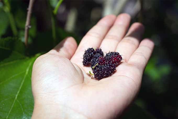 Learn how to grow magnificent mulberry trees in your own yard | GardenersPath.com