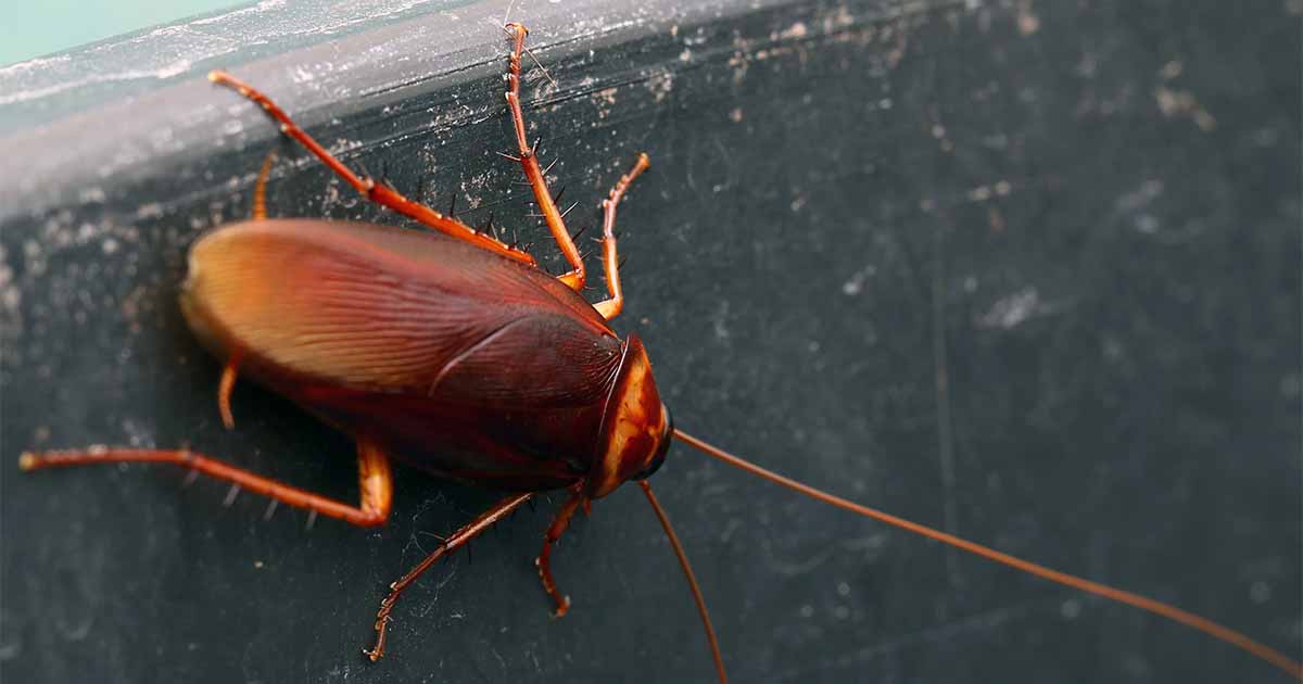Tips for Banishing Cockroaches From Your Garden