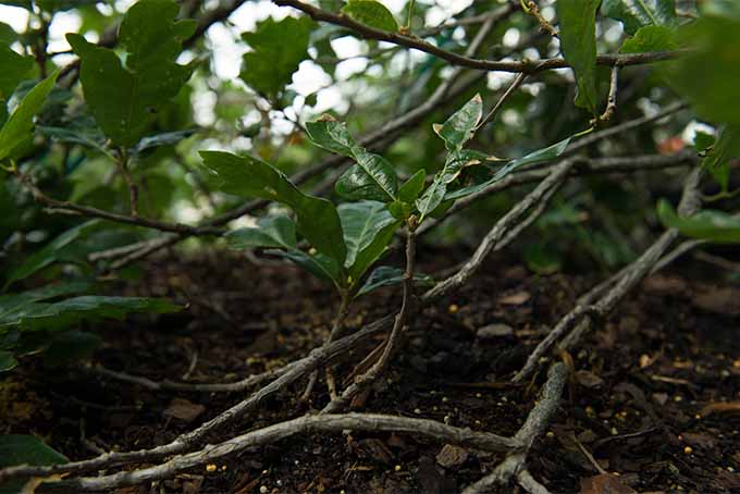 Learn about a Dallas-area nurseryman's quest to propagate an unusual tree | GardenersPath.com