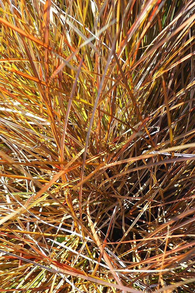 Reddish brown ornamental grass in the fall.