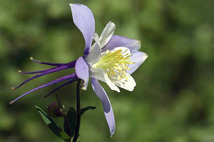 A close up horizontal image of a single flower of Aquilegia caerulea pictured on a soft focus background.
