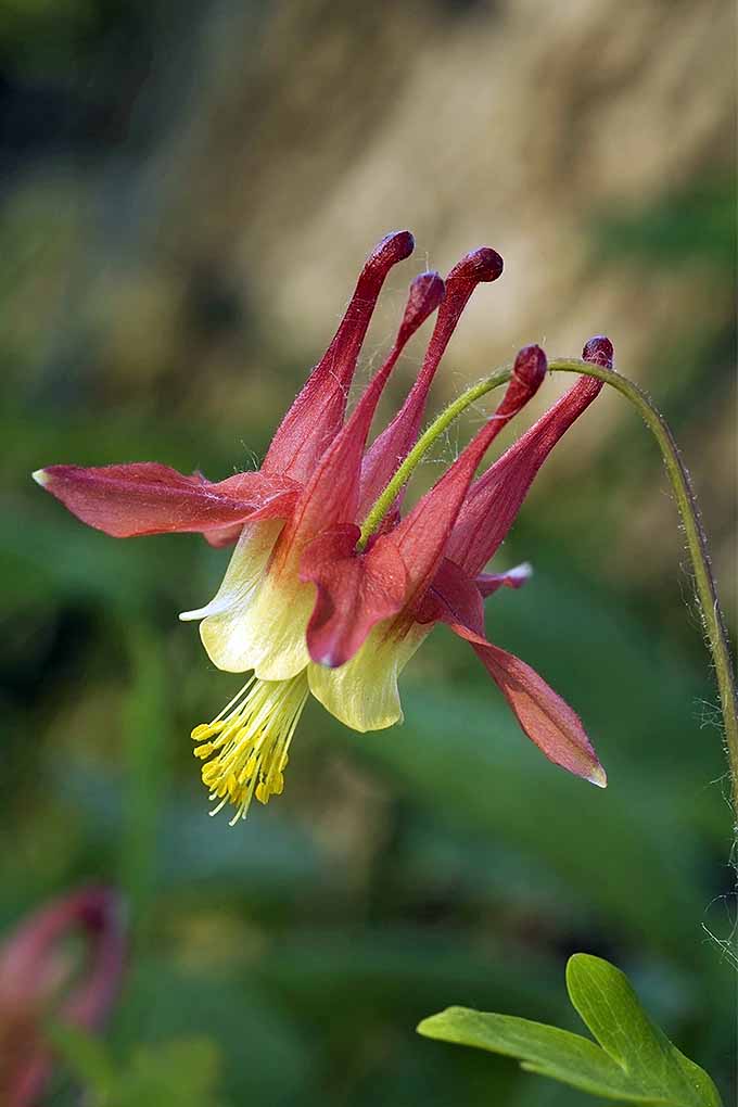 Whether wild or cultivated, aquilegia flowers are gorgeous. Learn all about how to grow them here: https://gardenerspath.com/plants/flowers/columbine-harbinger-spring/