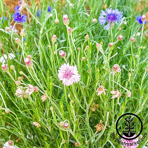 thumbnail image 2 of Dwarf Blue Bachelor Button Seeds – 300+ Cornflower Seeds For Garden, Cut Flowers, Deer Resistant & Drought Tolerant 2 of 13