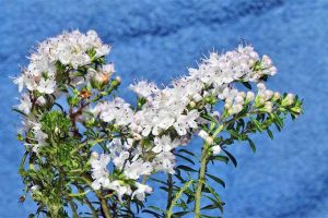 Calamint is sometimes cultivated as a medicinal herb for household use | GardenersPath.com