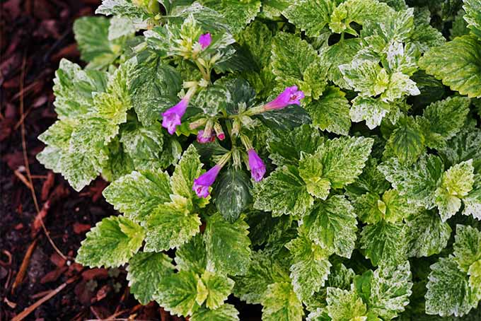 Learn how to grow pleasant-smelling calamint in your landscape | GardenersPath.com