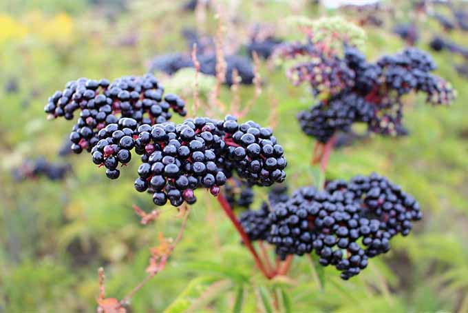 Choose the perfect elderberry bush for your yard from our list of Top 7 varieties | GardenersPath.com
