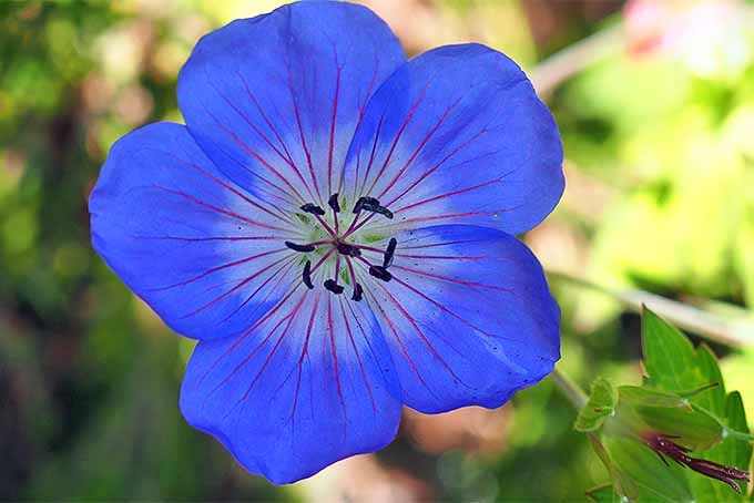 A beautiful blue blossom. | GardenersPath.com