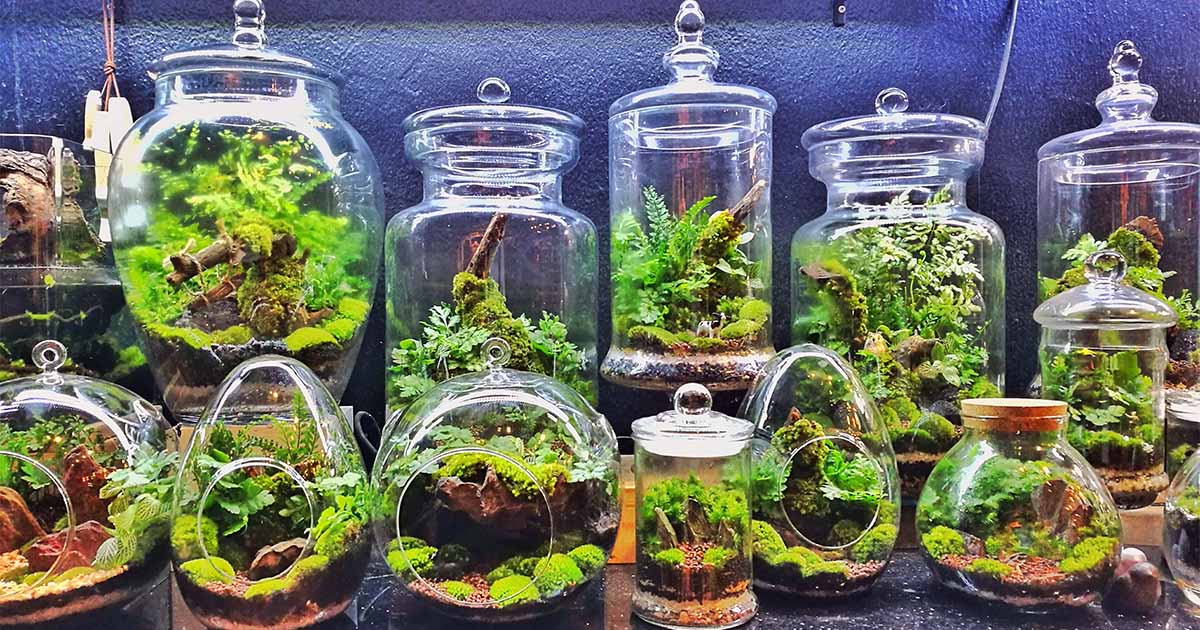 How To Make Your Own Terrarium Gardener S Path,Chinese Bbq Ribs Recipe