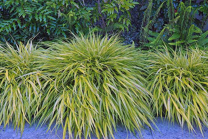 A mounded style ornamental grass growing as a border along a gravel path.