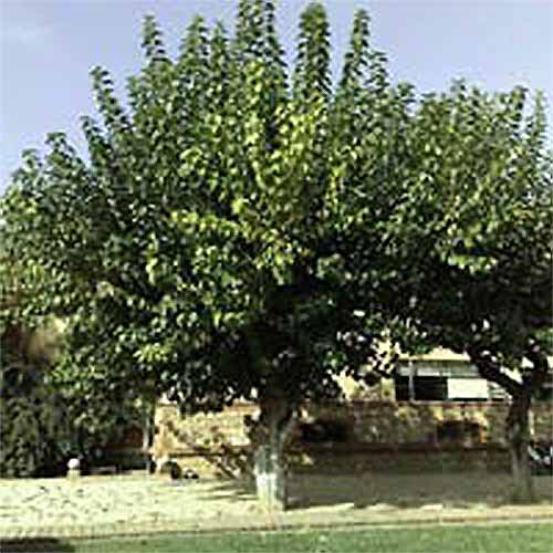 Fruitless White Mulberry