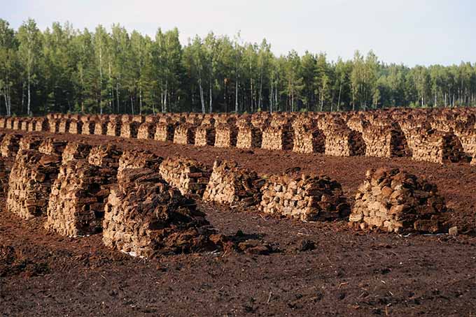 Stacks of cut logs of brown peat moss stand in a dirt field with green trees in the background.