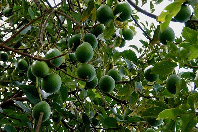 Learn how to grow avocado trees in your own backyard | GardenersPath.com
