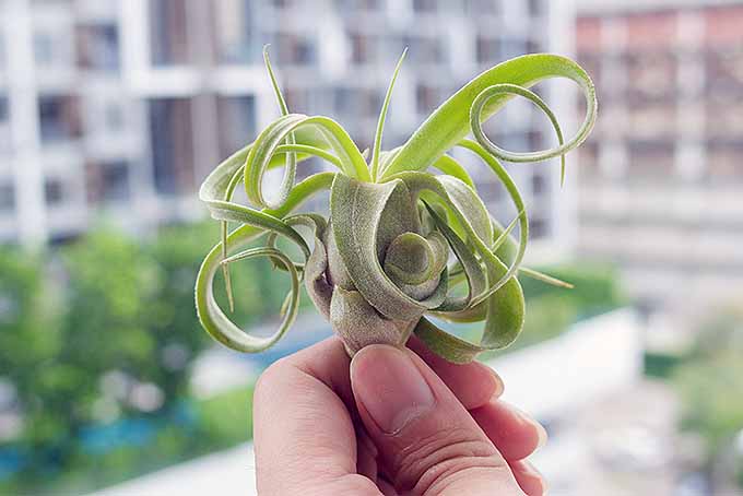 Grow Indoor Air Plants for Living Wall Art | GardenersPath.com