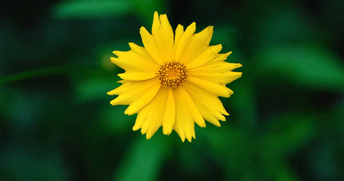 How To Grow Easy Care Coreopsis Gardener S Path