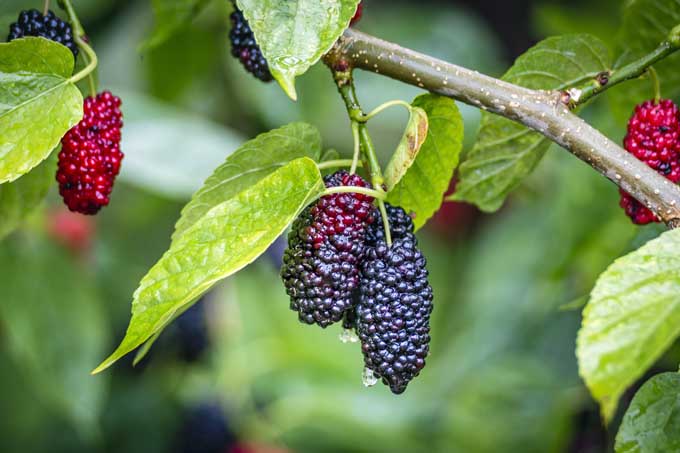 A close up photo of mulberries hanging on tree branches along with green leaves | Gardener's Path